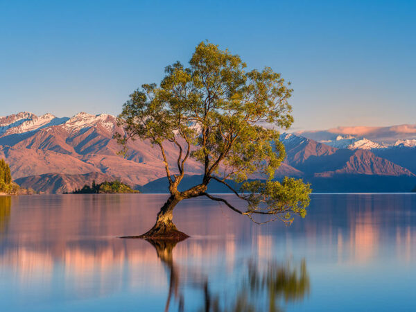Wānaka & Cardrona Scenic Tour